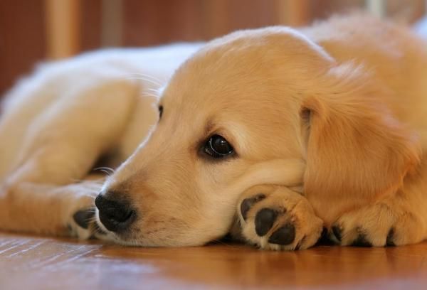 Dicas Para Adestrar Um Golden Retriever Ensinar Habitos