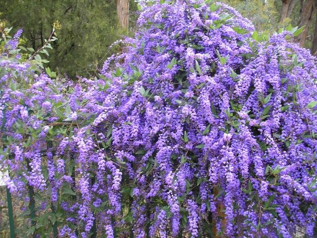 41 Best Australian Wildflowers Images On Pinterest Hardenbergia Edna Walling Wild Wisteria For More Australian Native Plants