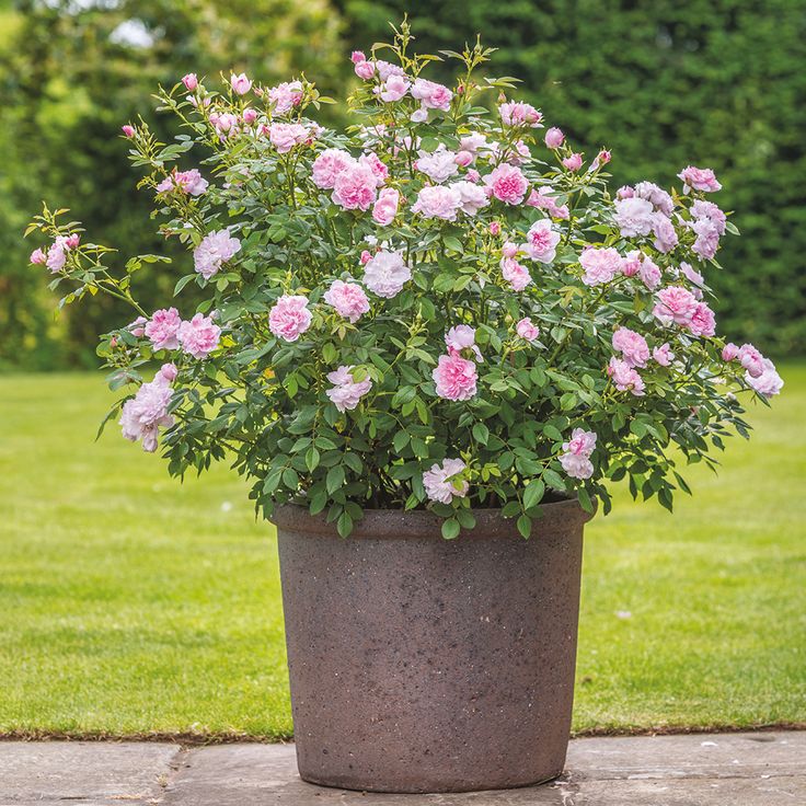Free Spirit Rose Bare Root