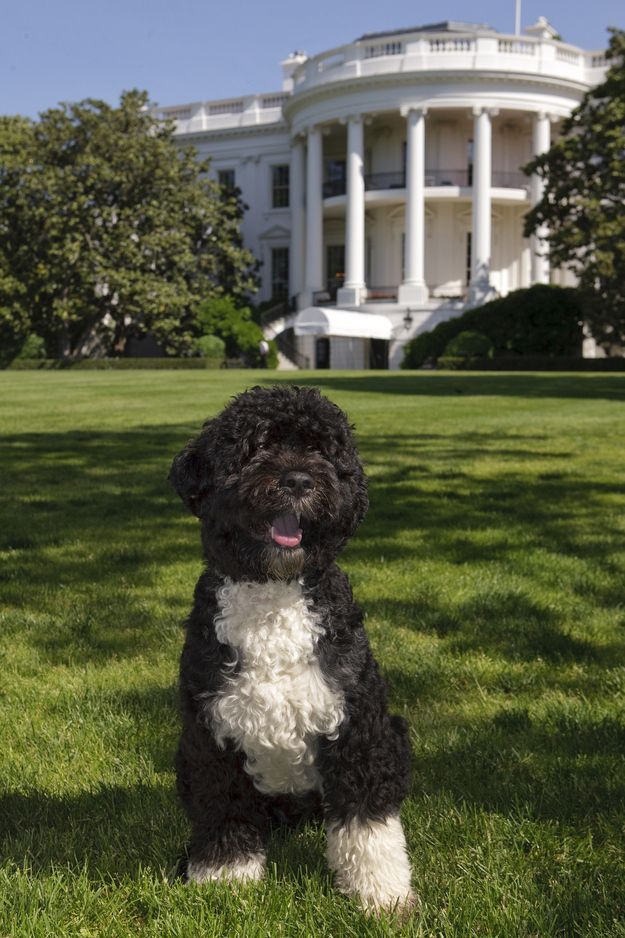 Dr Fir Blog Everything You Are Looking For Portuguese Water Dog Water Dog Hypoallergenic Dog Breed