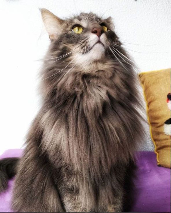 Bosque De Noruega Carácter Tamaño Origen Curiosidades Feelcats Bosque De Noruega Gato Bosque De Noruega Gatos
