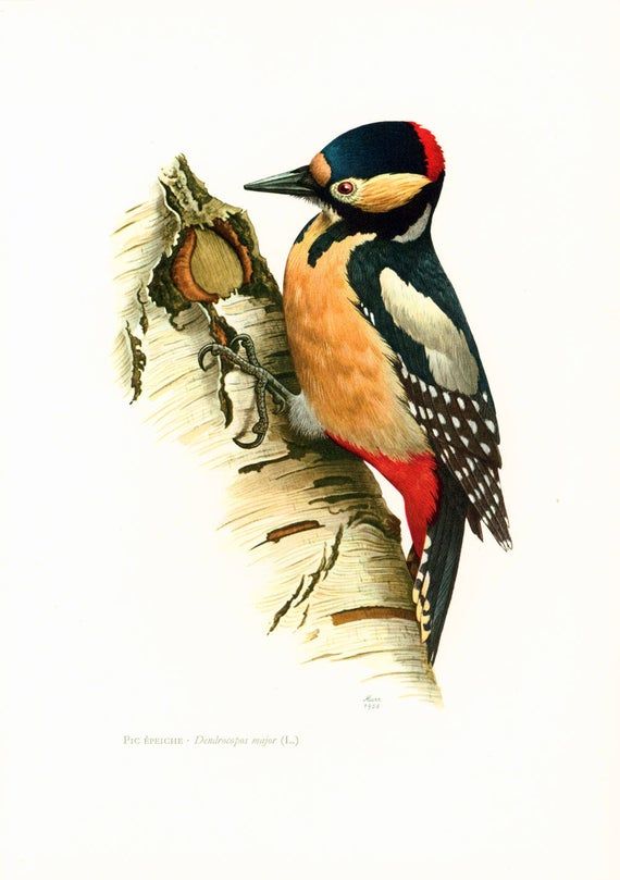 Woodpecker Downy Woodpecker Print Vintage Drawing Poster Wall Art Antique Bird Painting vintage bird poster vintage drawing COO394
