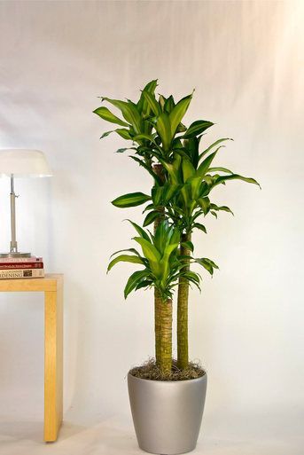 Your Online Indoor Plants Nursery And Pots The Most Your Online Indoor Plants Nursery And Pots The Most Convenient Way To House Office In Houston