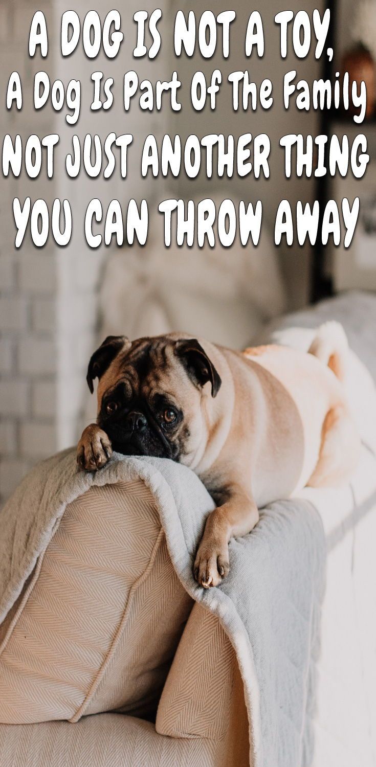 20 Dog Love Quotes That Express Exactly What I Love You Really