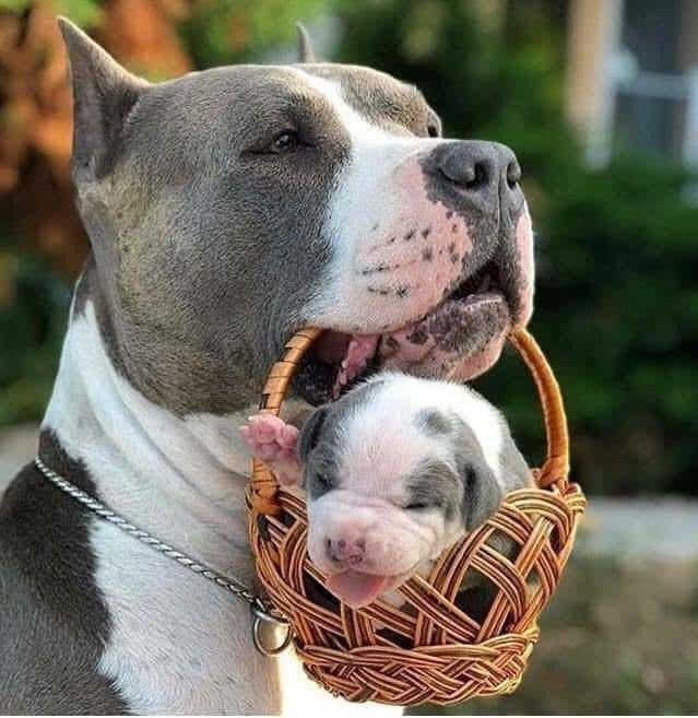 Pitty Puppy In A Basket Pitbulls Dogs Puppies