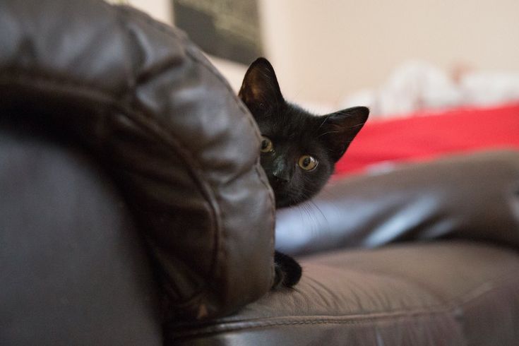 猫が物陰から覗いているときの心理３つ Yahoo Japan 面白い猫の写真 おもしろ猫のミーム 子猫
