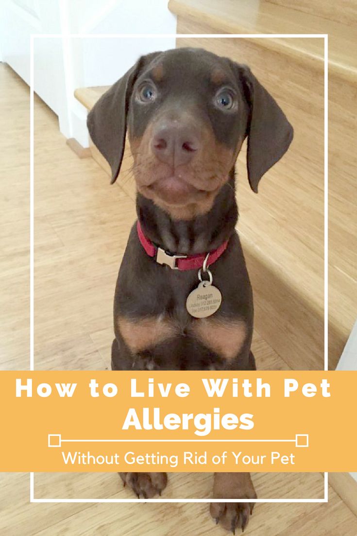 best shoo for dogs with allergies the 25 best pet allergies ideas on pet health medicine for cats and your best shoo for dogs with allergies the 25 best pet allergies ideas on pet health medicine for cats and your