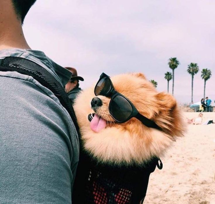 furry beach club hacked apk furry beach club hacked apk