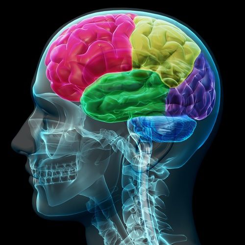 Les différentes zones cérébrales du cortex Les différentes zones cérébrales du cortex