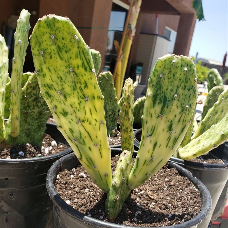 Opuntia sunburst