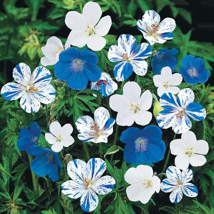 Top 25 Best Blue Garden Ideas On Pinterest Plants Find This Pin And More On Garden