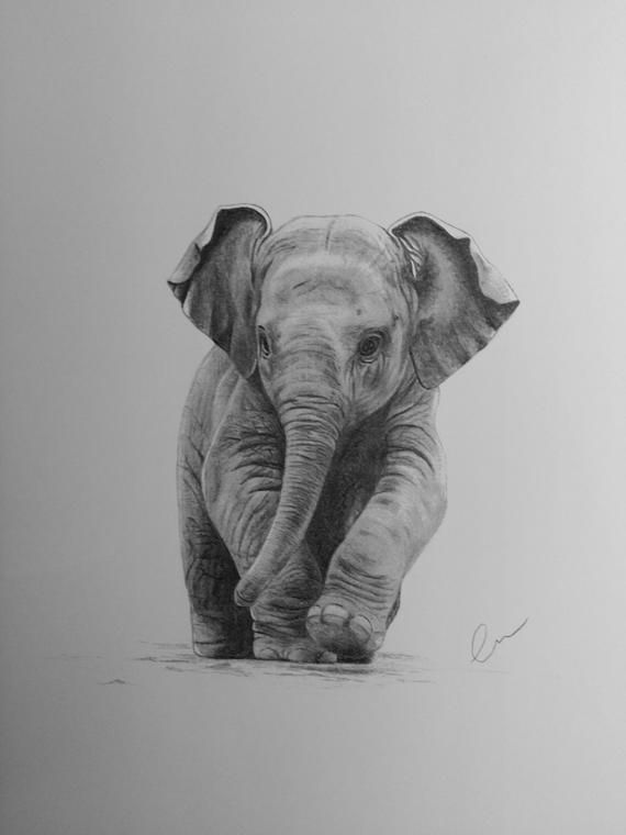 Theres Nothing Cuter Than A Baby Elephant A3 Limited Edition Print On High Quality 300gsm Pape Pencil Drawings Of Animals Baby Animal Drawings Animal Drawings Theres Nothing Cuter Than A Baby Elephant A3 Limited Edition Print On High Quality 300gsm Pape Pencil Drawings Of Animals Baby Animal Drawings Animal Drawings