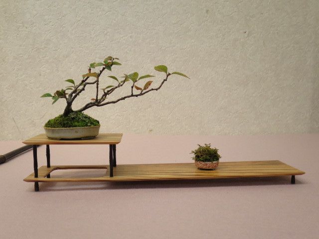 モミジの超ミニ盆栽 盆栽 ミニ盆栽 モミジ モミジの超ミニ盆栽 盆栽 ミニ盆栽 モミジ