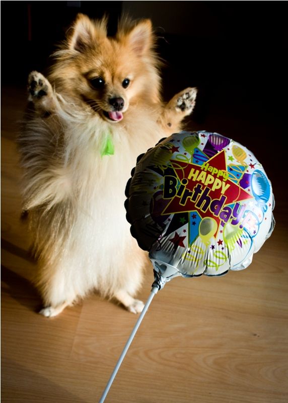 national pomeranian day 54 best pomeranian birthday images on pomeranians happy birthday and national pomeranian day 54 best pomeranian birthday images on pomeranians happy birthday and