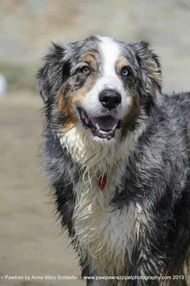 australian shepherd australian cattle dog mix 1451 best australian shepherd images on pinterest dog animals australian shepherd australian cattle dog mix 1451 best australian shepherd images on pinterest dog animals