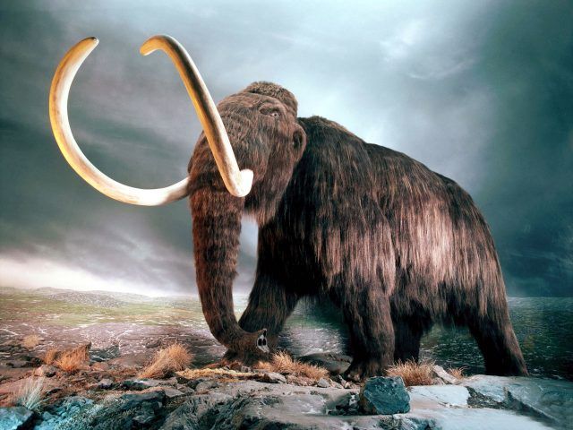 mastodonte dev mastodonte dev