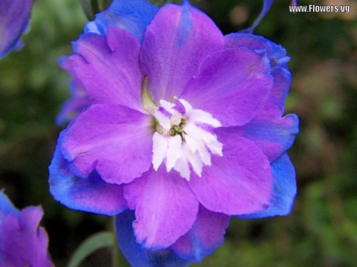 30 Best Blue And Purple Images On Pinterest Delphinium Flowers Tweet Purple Blue Baby Flower Pictures