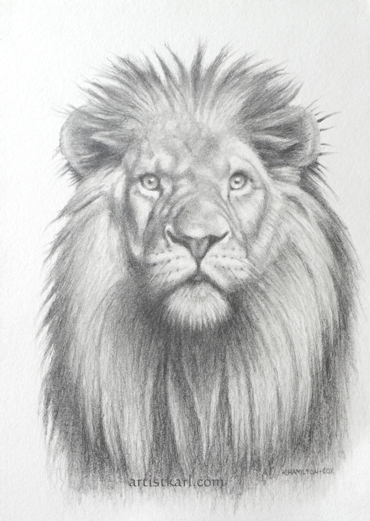 171 best lion u0027s images on pinterest realistic drawings drawings 171 best lion u0027s images on pinterest realistic drawings drawings