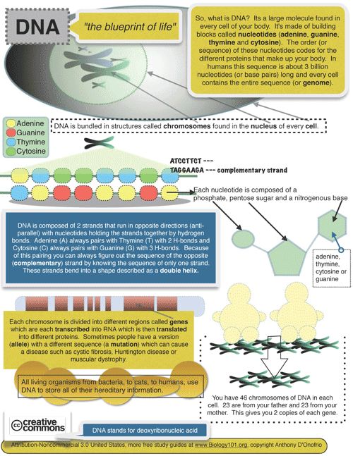 51 best Biology images on Pinterest Cell biology, Gym and Life - copy construction blueprint school 51 best Biology images on Pinterest Cell biology, Gym and Life - copy construction blueprint school