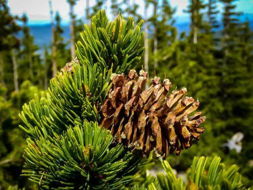 How much does a 20 foot pine tree cost