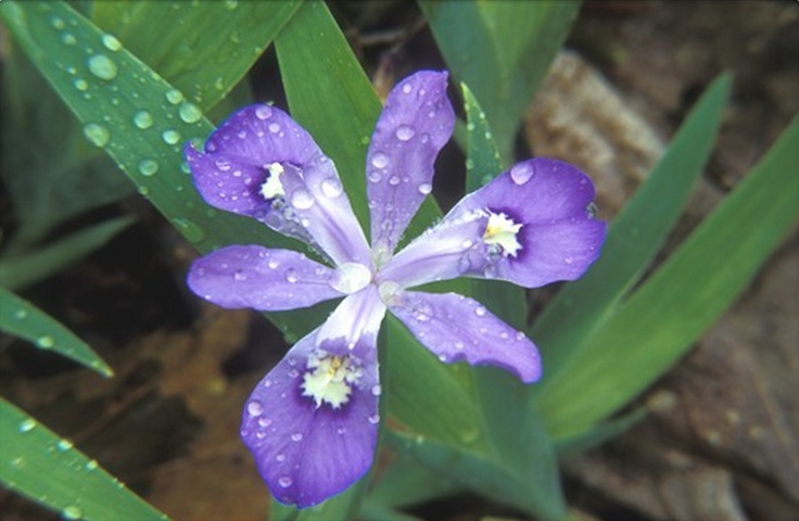 Hair Salon Oakland Tn 60 best Spring in the Smokies images on Pinterest East