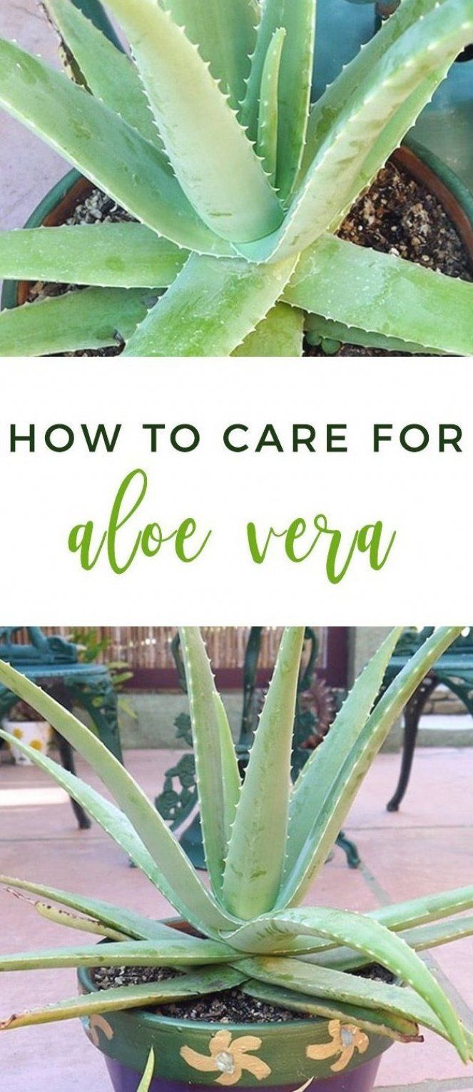 i would hazard a guess to say that aloe vera is the most widely sold succulent the world over this beneficial plant with pu plants garden types gardening blog aloe vera tree on i would hazard a guess to say that aloe vera is the most widely sold succulent the world over this beneficial plant with pu plants garden types gardening blog pinterest