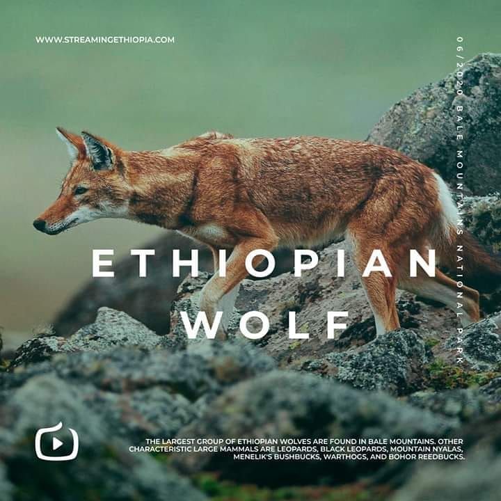 Ethiopianwolf Balemountainsnationalpark Oromia Ethiopia Nationalgeographic Nature Natgeo Wildlife Travel Animals Ethiopianwolf Balemountainsnationalpark Oromia Ethiopia Nationalgeographic Nature Natgeo Wildlife Travel Animals