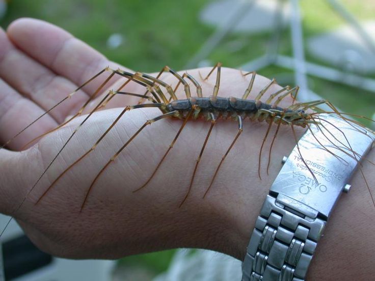 How To Get Rid Of Centipedes In Drains