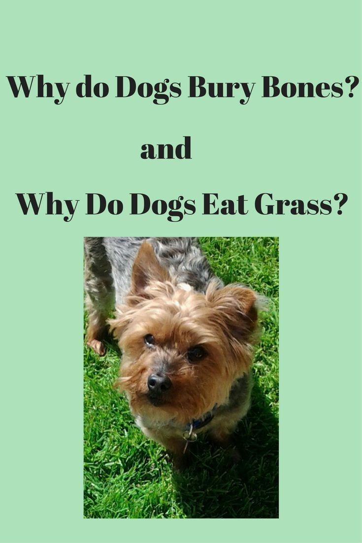 Why Do Dogs Bury Bones Why Do Dogs Eat Grass Dog Facts Dogs