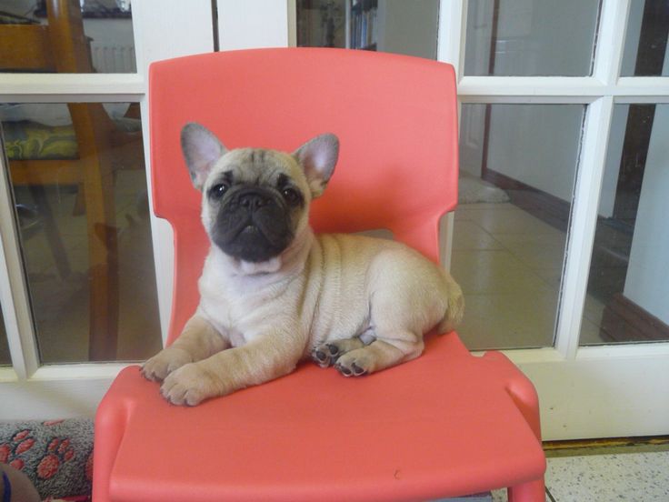 pug frenchie mix puppies 61 best frugs frenchie pug images on bulldogs pug mix and pug frenchie mix puppies 61 best frugs frenchie pug images on bulldogs pug mix and