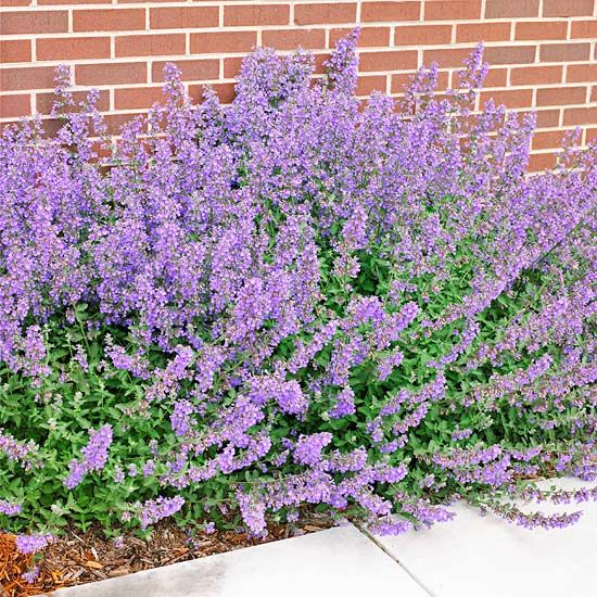 Favorite Purple Flower Perennial Bush Km32 Roccommunity Wonderful 53 Best Trees Images On Pinterest Yard Ideas Backyard And Tx51