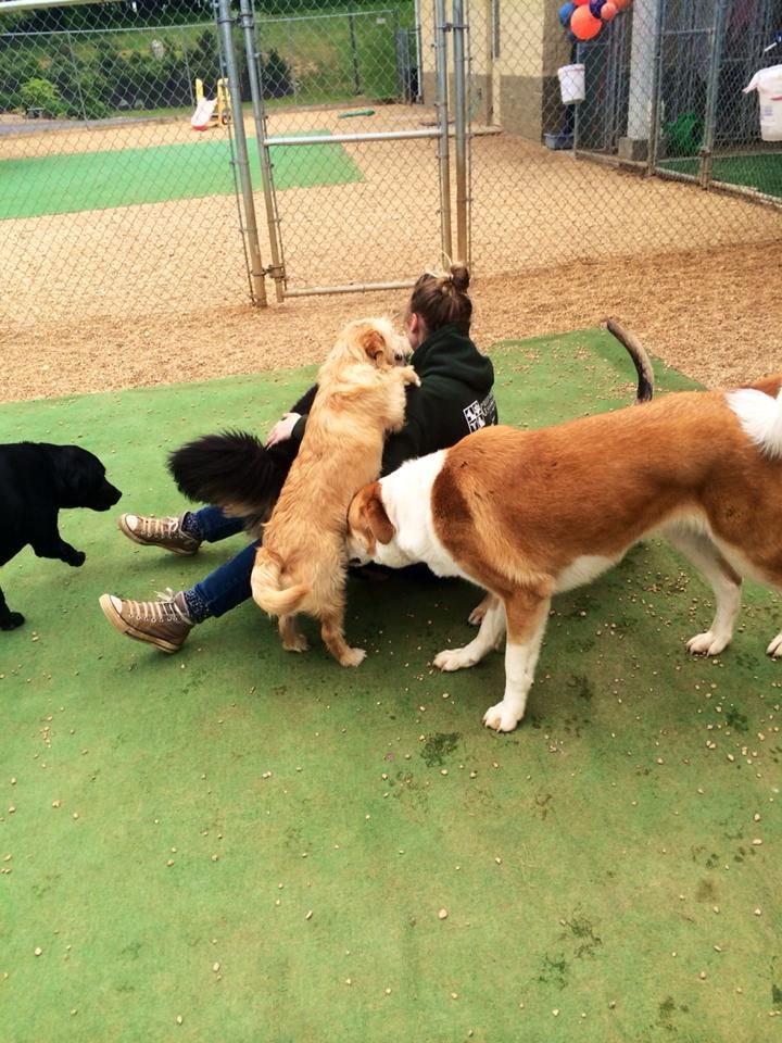 Dog Boarding Frederick MD Cat Boarding Pet Boarding Dog Vet dog-boarding-frederick-md-cat-boarding-pet-boarding-dog-vet