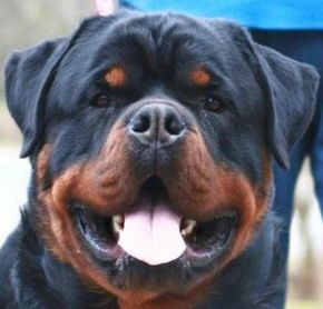 rottweiler for sale in indiana best 20 rottweiler for sale ideas on rottweiler puppies for sale rottweiler for sale in indiana best 20 rottweiler for sale ideas on rottweiler puppies for sale