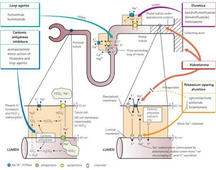 90 best Nursing meds images on Pinterest Nursing schools - drug classification chart 90 best Nursing meds images on Pinterest Nursing schools - drug classification chart