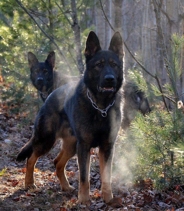 Take Care Of Your Skin With These Simple Steps German Shepherd