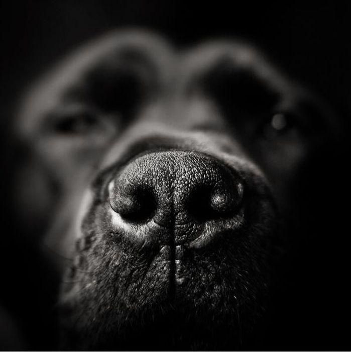 Archillect on Twitter | Black dog, Dog nose, Dog photography