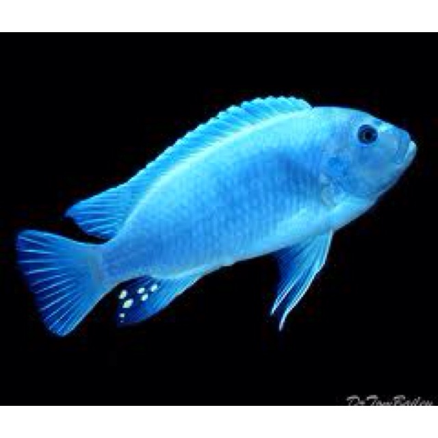 Best Food For Malawi Cichlids Best Food For Malawi Cichlids