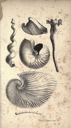 n268_w1150 | Scientific drawing, Scientific illustration, Animal ...