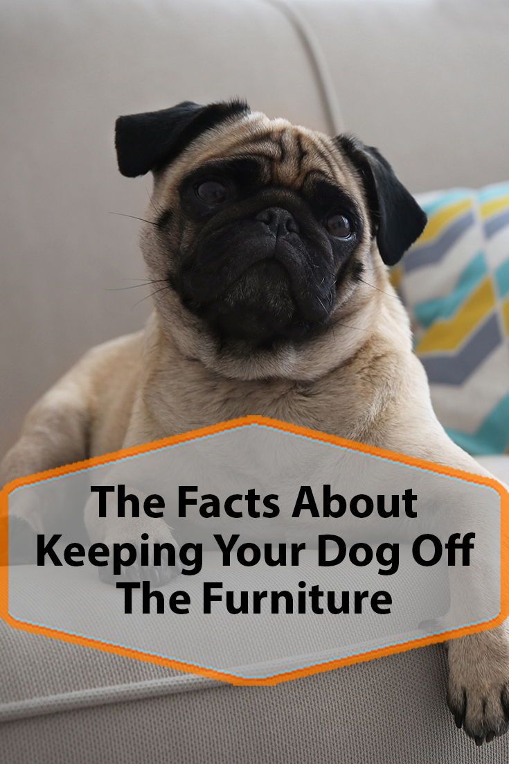 How To Keep Your Dog Off The Furniture Dog Training Guard Dog