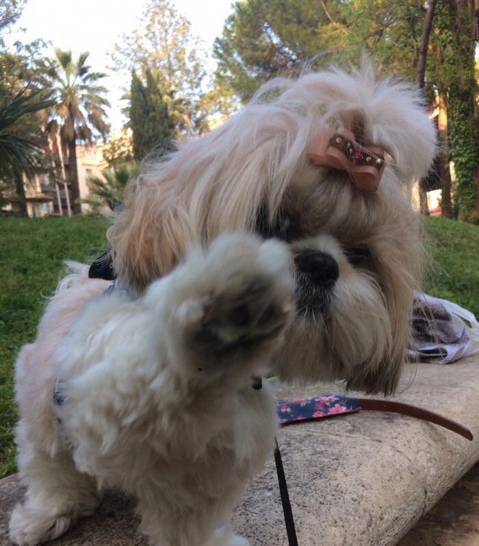 All About Cute Shih Tzu Puppy Size Shihtzunation Shitzufortaleza
