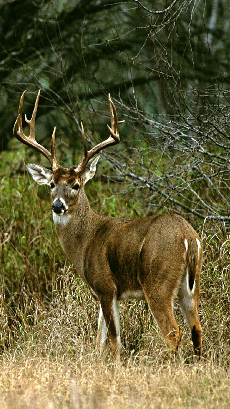 85 best Whitetail Deer images on Pinterest 85 best Whitetail Deer images on Pinterest