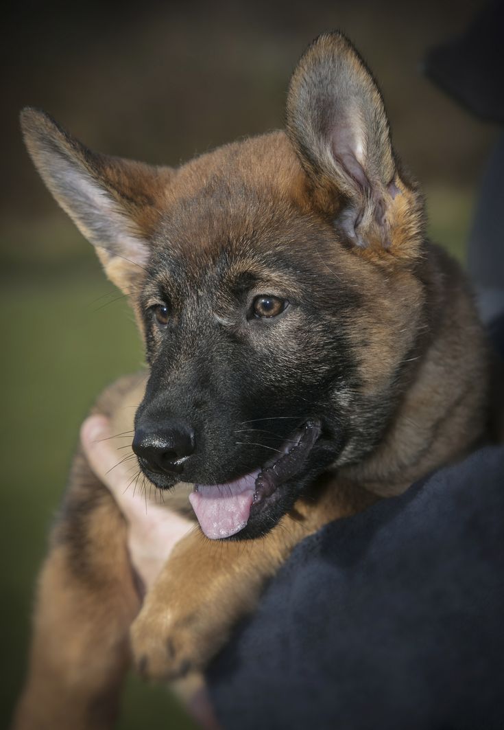 Best Dog Training Sites Dogtrainingvideo 3693525737