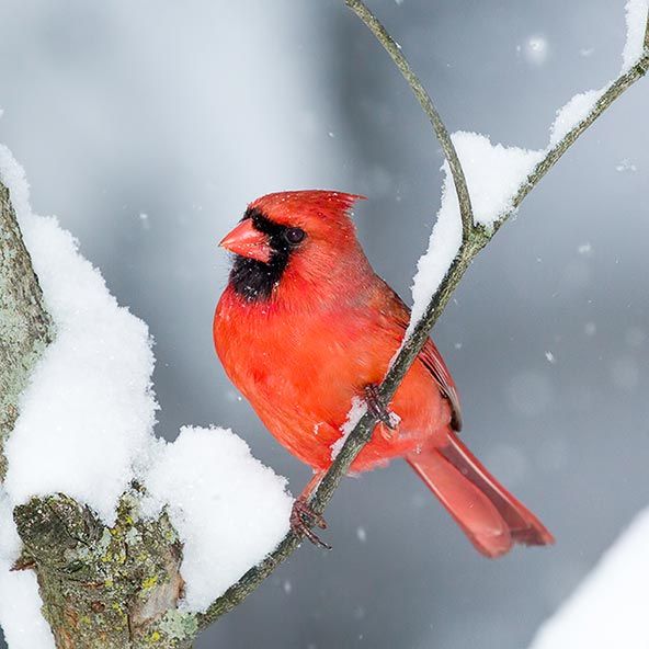 977 best birds images on pinterest beautiful birds 977 best birds images on pinterest beautiful birds