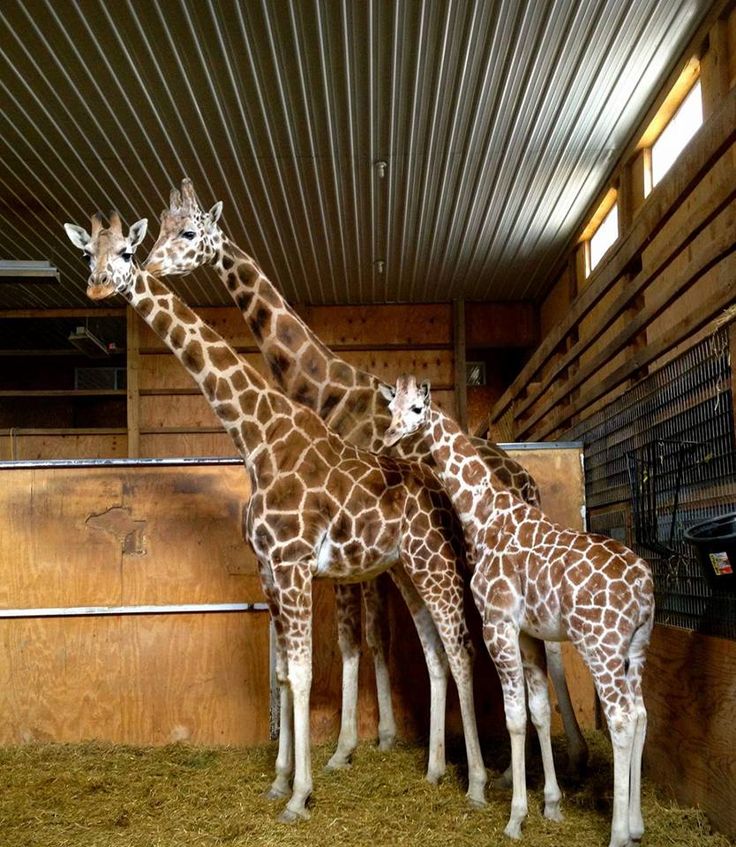 Oliver as a baby calf | Giraffe pictures, Animal adventure park