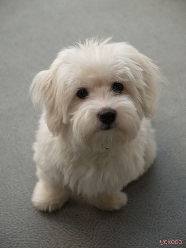 coton de tulear puppy cut best 25 coton de tulear ideas on coton de tulear puppy small names coton de tulear puppy cut best 25 coton de tulear ideas on coton de tulear puppy small names