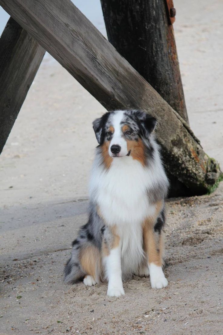 australian shepherd jack russell terrier 76 best australian shepherd images on pinterest australian australian shepherd jack russell terrier 76 best australian shepherd images on pinterest australian
