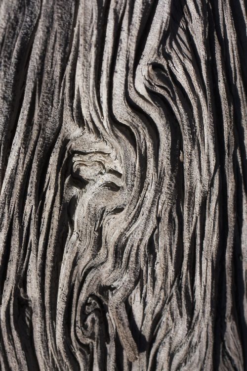 Form And Texture : Natural wood with sculptural patterns textures tree