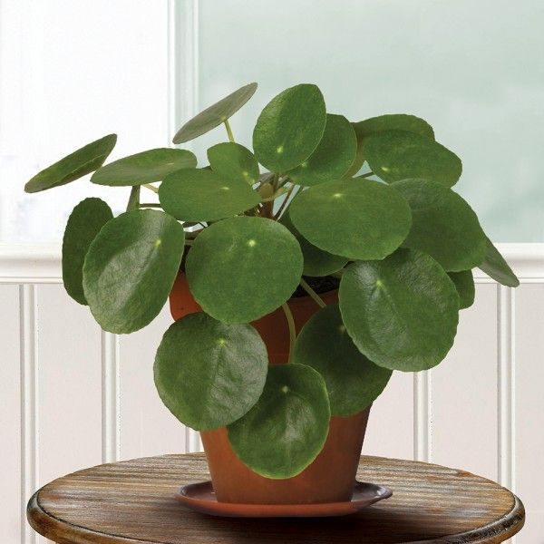 Chinese Money Plant | Visit Logee’s to see Chinese Money Plants for sale – Talia’s Home Office Chinese Money Plant | Visit Logee’s to see Chinese Money Plants for sale – Talia’s Home Office