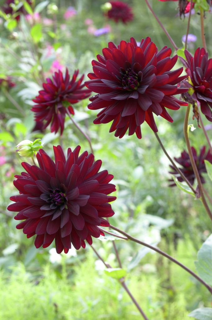 09070 Rip City Dahlien garten ideen, Pflanzen, Blumenzwiebeln