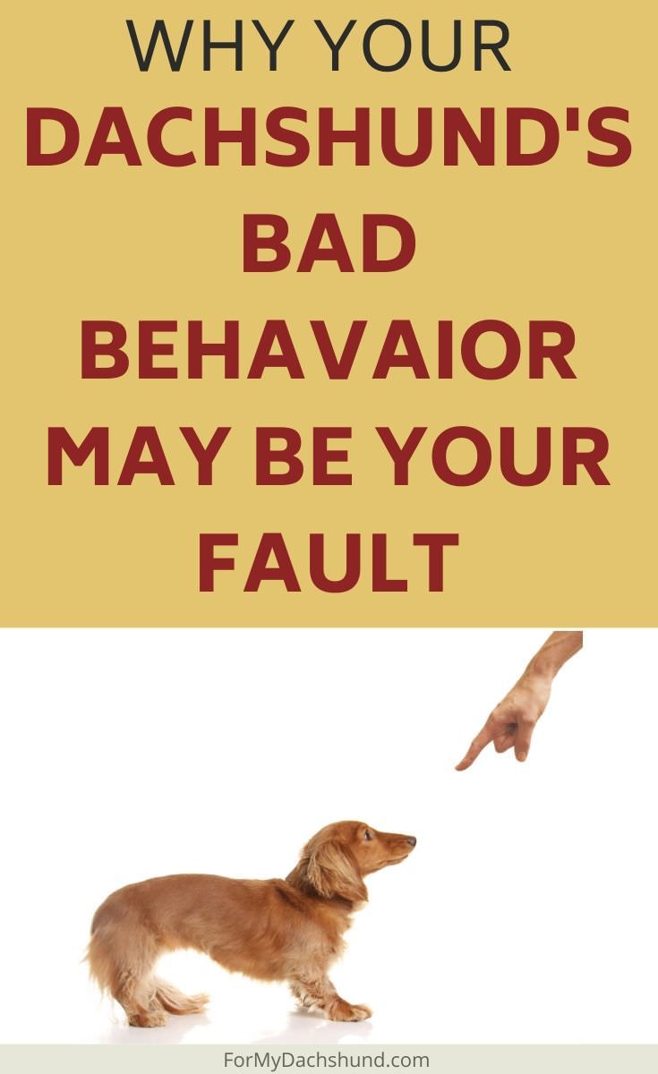 When A Dachshund Misbehaves It S Easy To Blame Them People Say